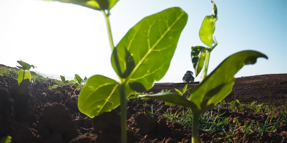 agriculture-cultivation-green-2218364 agriculture-cultivation-green-2218364