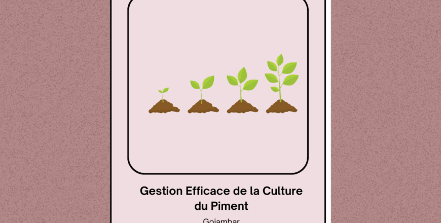 Gestion Efficace de la Culture du Piment